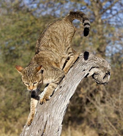 The Ancestor of All Domestic CatsMeet the African wildcat (Felis silvestris lybica), also called Near Eastern wildcat. African Wildcat, Chausie Cat, African Wild Cat, Wild Cat Species, Fishing Cat, Domestic Cat Breeds, Small Wild Cats, Sand Cat, Spotted Cat