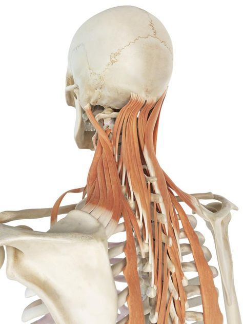 Why does the "spot" at your shoulder get so tight?: Levator Scapula Muscle - Attachments, Action, Nerve Punkty Spustowe, Psoas Release, Hip Problems, Muscle Anatomy, Human Skeleton, Human Anatomy And Physiology, Shoulder Muscles, Body Anatomy, Hip Flexor