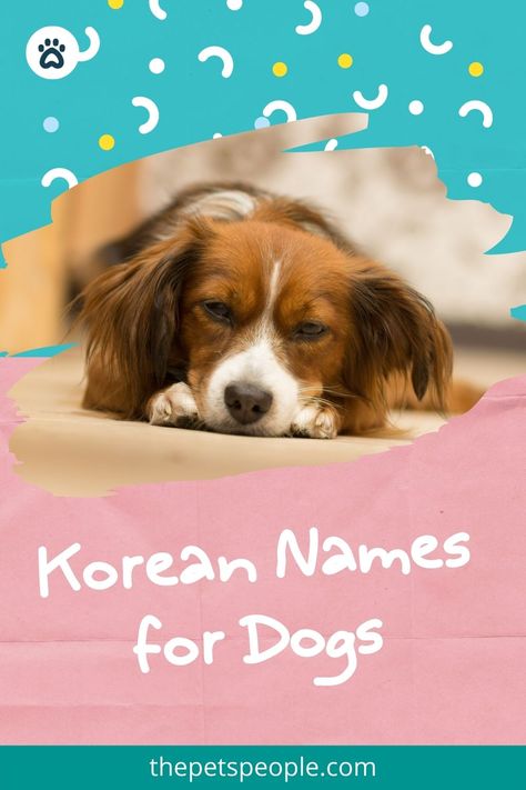 Whether you have a thing for Korean culture, you have Korean heritage, or you’ve recently brought home a Korean Jindo, we have just the right and the best Korean names for dogs that are simply unique and totally out-of-the-box. Korean Pet Names, Korean Dog Names, Pet Names For Dogs, Korean Heritage, Korean Jindo, Boy Dog Names, Unisex Name, Catchy Names, Pet People