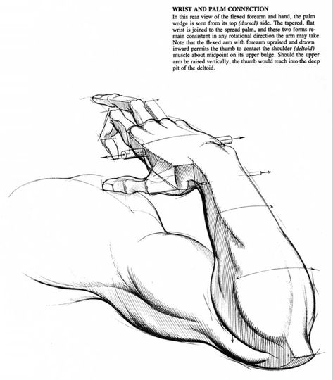 In this rear view of the flexed forearm and hand, the palm wedge is seen from its top (dorsal) side. The tapered, flat wrist is joined to the spread palm, and these two forms re- main consistent in any rotational direction the arm may take. Note that the flexed arm with forearm upraised and drawn inward permits the thumb to contact the shoulder (deltoid) muscle about midpoint on its upper bulge. Should the upper arm be raised vertically, the thumb would reach into the deep pit of the deltoid. Flexed Arm, Dynamic Hands, Deltoid Muscle, Burne Hogarth, Art Of Drawing, Arm Drawing, Draw Hands, Body Drawing, Anatomy Art