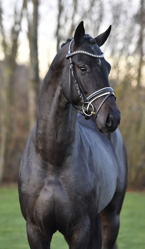 Danish Warmblood, Kwpn Horse, Dutch Warmblood, Warmblood Horses, Cute Horse Pictures, Beautiful Arabian Horses, Bay Horse, Black Horses, Horse Aesthetic