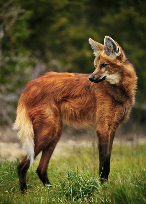 Wolf Species, Frans Lanting, Maned Wolf, Majestic Creatures, Wolf Pictures, Wild Dogs, Red Fox, Unique Animals, Animal Photo