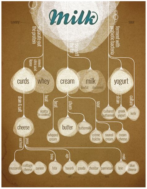 How Milk Is Turned Into Feta, Parmesan And Brie Cheeses: An Infographic - Forbes Milk Infographic, Farm Display, Science Exhibition, Dairy Farming, Milk Art, Food Infographic, Food Technology, Brie Cheese, Animal Science