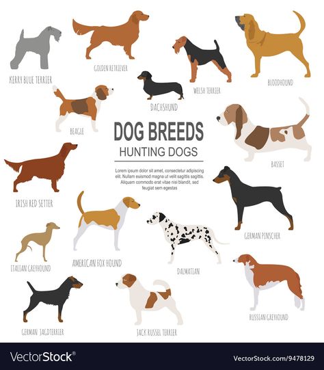 Italian Dog Breeds, Italian Dogs, Dog Infographic, Irish Red Setter, Hunting Dogs Breeds, German Pinscher, Kerry Blue Terrier, Hunting Dog, Dog Info