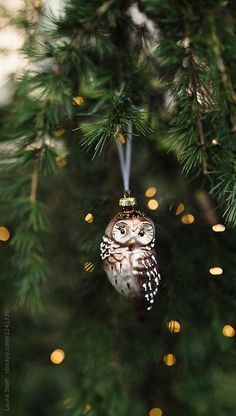 Christmas Lighting Ideas, Tree Baubles, Owl Christmas, Glass Owl, Christmas Lighting, Christmas Owls, Glass Christmas Tree Ornaments, Woodland Christmas, Rustic Christmas Tree