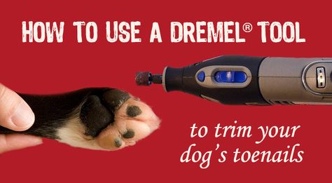 Do you struggle with your dog's nail trimming? Consider using a Dremel tool to trim your dog's toenails. It's fun and easy, here's how! Cut Dog Nails, Dogs Nails, Trimming Dog Nails, Dog Medicine, Nail Trimming, Dog Wrap, Dog Grooming Tips, Puppy Kisses, Dremel Tool