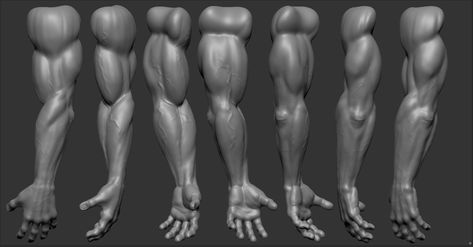 Zbrush Anatomy, Arm Anatomy, Zbrush Models, Character Turnaround, Anatomy Practice, Zbrush Tutorial, Anatomy Sculpture, Digital Sculpting, Anatomy Sketches