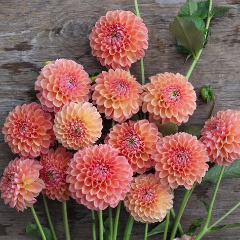 Dahlia Lindas Baby, Lindas Baby Dahlia, Promise Ridge, Dahlia Flower Garden, Dahlia Garden, Flower Farming, Dahlia Tubers, Dahlias Garden, Floral Work