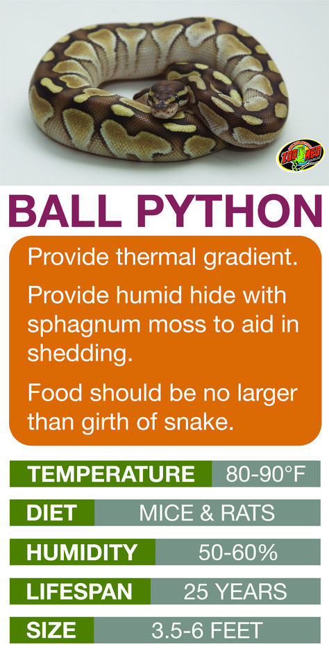 Ball Python Care Sheet. Learn the basics of Ball Python habitat setup and care needs before bringing home your new pet. Python Habitat, Ball Python Pet, Snake Breeds, Ball Python Care, Python Royal, Snake Pet, Snake Terrarium, Snake Enclosure, Reptile Care