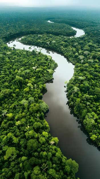 Fotos Floresta Amazonica, 12.000+ fotos de arquivo grátis de alta qualidade Amazon River, Tree Canopy, Aerial Photography, Beautiful Tree, Free Photo, Free Photos, Cabin, Stock Photos, Photography