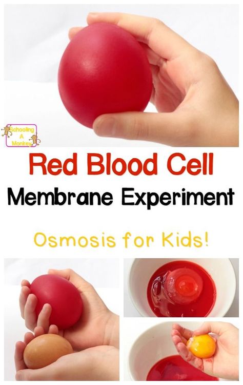 Osmosis Experiment, Egg Science Experiment, Egg Science, Biology Experiments, Cool Science Fair Projects, Human Body Science, Experiment For Kids, Lab Activities, Kid Experiments