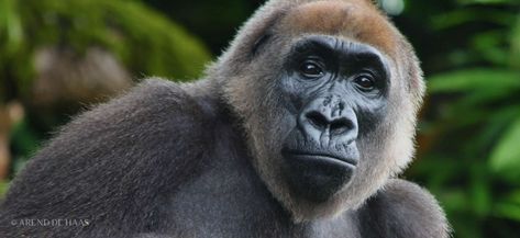 Physical Characteristics of Cross River Gorillas - Cross River Gorilla Gorilla Roaring, Cross River Gorilla, Eastern Lowland Gorilla, Eastern Gorilla, Mountain Gorilla Photography, Western Lowland Gorilla, Forest Ecosystem, Physical Characteristics, Cross River