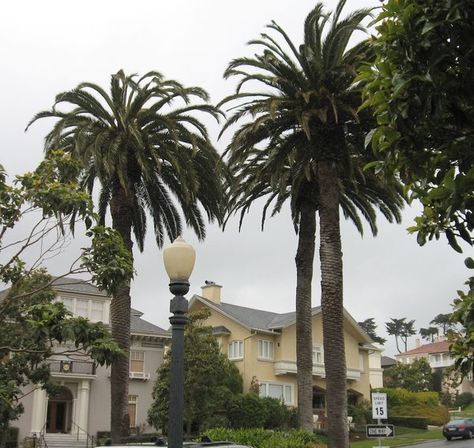 Wealthy San Francisco Neighborhood Fails To Pay Taxes, Loses Private Street : The Two-Way : NPR San Francisco Neighborhoods, Highest Bidder, Paying Taxes, San Jose, Fails, Terrace, The Neighbourhood, San Francisco