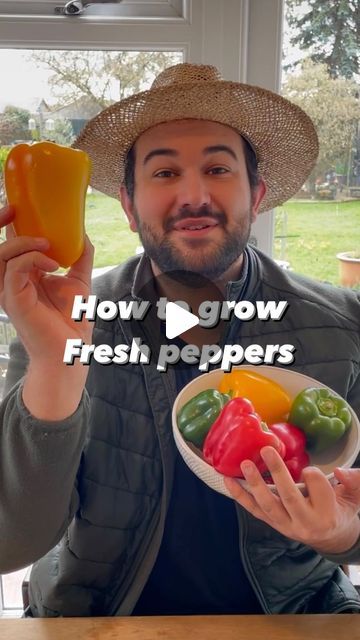 1M views · 104K likes | JoesGarden on Instagram: "Today we are back and I am showing you how easy it is to grow delicious fresh peppers at home. I know I say this for a lot of things we grow at home, but I think peppers are one of my favourites, and they are surprisingly easy. While we are growing bell peppers in this video the method used is the same for any variety include chilli peppers.   Every year I grow an wide range of peppers and chillies and now is a great time to start. While it is way to cold to consider doing this outside in January in my UK climate, you can and I do, start some on a warm windowsill. That way by the time they are ready to pot on, it will be nice and warm outside and you have gotten a head start.   Peppers will not tolerate cold frosty weather, so if you live s How To Grow Peppers In A Pot, How To Grow Chillies At Home, Bell Pepper Plants How To Grow, How To Grow Bell Peppers, How To Grow Bell Peppers From Seeds, Bell Pepper Garden, Growing Peppers In Pots, Growing Capsicum, Bell Pepper Plant