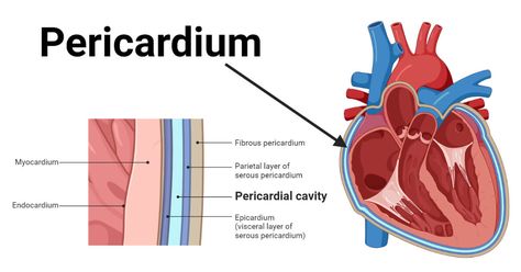 The pericardium is a double-layered sac that surrounds the heart externally. It is a double-walled sac-like structure; hence, it is also called the pericardial sac. Pericardium Structure Histologically, the pericardium ... Read more The post Pericardium: Definition, Structure, Functions, Diseases appeared first on Microbe Notes. Pericardium Anatomy, Microbiology Notes, Thoracic Cavity, Pericardial Effusion, Heart Structure, Nursing School Motivation, Heart Anatomy, Study Flashcards, Human Bones