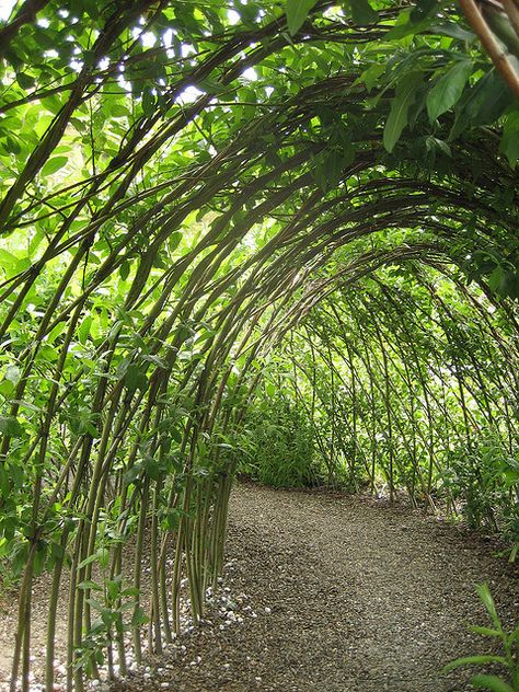 catepillar tunnel in children's garden Eden Project Willow Dome, Willow Fence, Chalice Well, Tree Tunnel, Covered Walkway, Sensory Garden, Urban Agriculture, Eden Project, Bamboo Garden