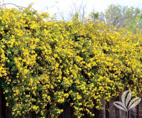 Carolina Jessamine Gelsemium sempervirens Evergreen vine or spreading groundcover with rich green foliage and clusters … Continue reading JESSAMINE carolina jasmine → Gelsemium Sempervirens, Carolina Jessamine, Carolina Jasmine, Fast Growing Vines, Jasmine Vine, Vine Trellis, Fence Plants, Stock List, Evergreen Vines