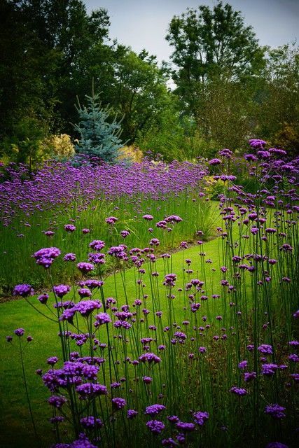 Pinterest Verbena Bonariensis, Prairie Garden, Meadow Garden, Cottage Garden Plants, Purple Garden, Garden Borders, Gorgeous Gardens, Garden Cottage, English Garden