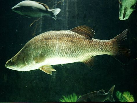 Barramundi Barramundi Fish, Indoor Aquaponics, Backyard Aquaponics, Salmon Farming, Aquaponics Fish, Aquaponics System, List Of Animals, Fish Farming, Types Of Fish