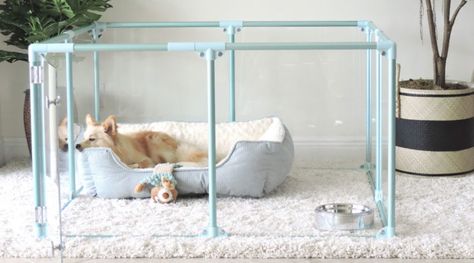 Crystal-Clear Cubby  Acrylic glass is having a moment in the dog world and for good reason—it’s oh-so-pretty and practically vanishes into the rest of your decor. Clearly Loved Pets’ crate comes in three roomy sizes to fit dog beds, feeding bowls, and a treasured toy—plus options to expand as your little one grows. Not to mention, clear panels and on-trend colored frames look mighty smart in any space. Clear Dog Crate, Acrylic Dog Crate, Pretty Dog Crate, Clearly Loved Pets, Colored Frames, Dog Pens, Airline Pet Carrier, Diy Dog Crate, Pretty Dog