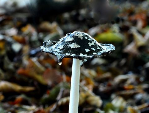 Magpie Inkcap Coprinopsis picacea Magpie Inkcap Mushroom, Magpie Inkcap, Inkcap Mushroom, Mushroom Costume, Poisonous Mushrooms, Mushroom Pictures, Prompt List, Slime Mould, Mushroom Hat