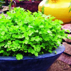 A better way to grow cilantro - try this method for a fast, continuous crop. Grow Cilantro, Compost Container, Growing Cilantro, Growing Herbs, Veggie Garden, Growing Food, Edible Garden, Lawn And Garden, Permaculture