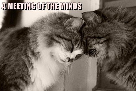 Top 25 Memes of The Week - Cheezburger Users Edition #36 Head Bump, Meeting Of The Minds, Cat Hug, Cat Couple, Cute Cats And Kittens, All About Cats, Beautiful Cats, Cat Photo, Cat Love