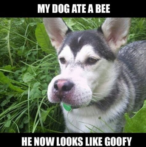 My Dog ate a bee and now he looks like Goofy. Funny Animals With Captions, Poor Dog, Funny Animal Jokes, Memes Humor, Funny Animal Memes, Animal Jokes, Animal Quotes, Funny Animal Pictures, Dog Memes