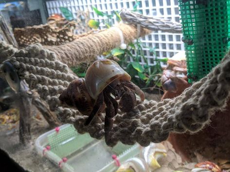 Crab Terrarium, Strange Pets, Hermit Crab Cage, Crab Ideas, Turtle Cage, Crab Habitat, Hermit Crab Habitat, Crab Tank, Hermit Crab Tank