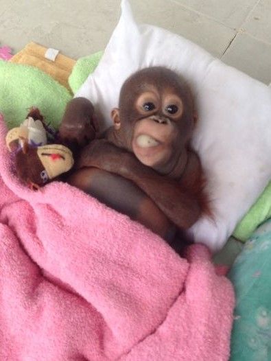 Orangutan baby with pink blanket Cute Monkeys, Monkey Love, I Need A Nap, Baby Orangutan, Baby Monkeys, Monkey Pictures, Pet Monkey, Monkeys Funny, Cute Monkey