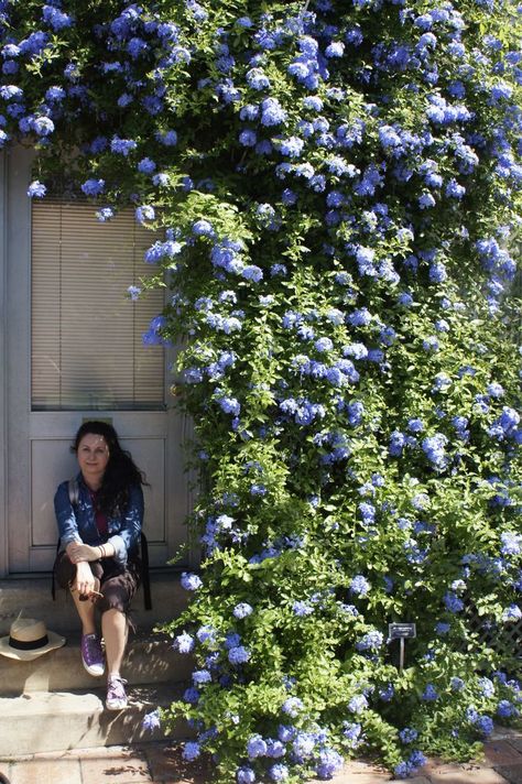 PLUMBAGO AURICULATA (Cape Leadwort) Native: South Africa and me! Plumbago Garden Ideas, Cape Leadwort Flower, Plumbago Plant, Portland Landscaping, Cape Plumbago, Plumbago Auriculata, Indigenous Garden, Balcony Planting, Blue Plumbago