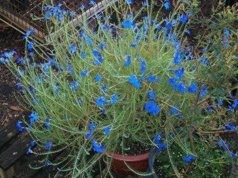 Australian native plants for pots, courtyards and small gardens - GardenDrum Plants For Pots, Australian Garden Design, Australian Trees, Australian Native Garden, Australian Flowers, Australian Native Flowers, Australian Plants, Australian Garden, Australian Native Plants