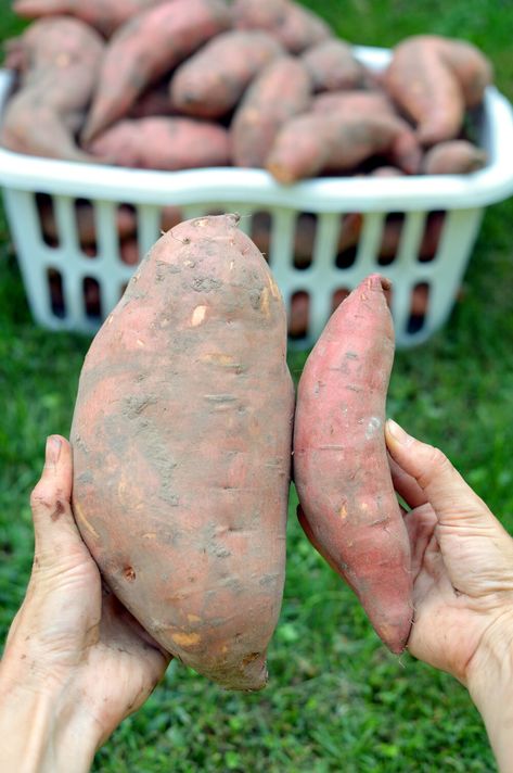 Growing Sweet Potatoes In Raised Bed, When To Pick Sweet Potatoes, When To Plant Sweet Potatoes, Sweet Potato Harvesting, Grow Sweet Potatoes From Scraps, How Do You Know When To Harvest Sweet Potatoes, Sweet Potato Plant, Tomato Fertilizer, Growing Sweet Potatoes