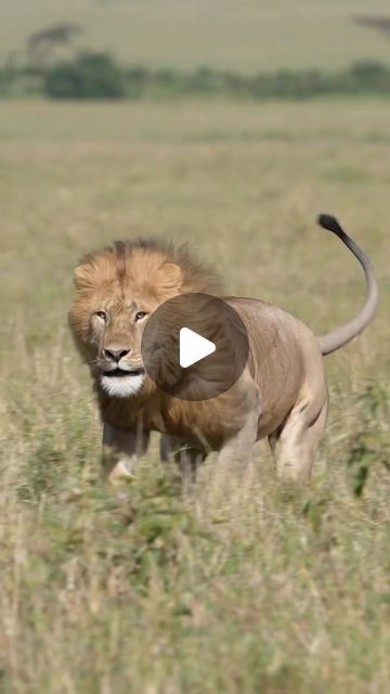 Wild Lions on Instagram: "With every strong and swift step, the king propels himself toward the awaited prize; concluding his race with the desired goal he rightfully deserves! Great video by @ikambajnr   📍 Masai Mara, Kenya  Photographer Credit:- @ikambajnr" Lion Videos King, Lion Video, Lion King Video, Funny Wild Animals, Masai Mara Kenya, Wild Lion, Serengeti National Park, Masai Mara, November 23