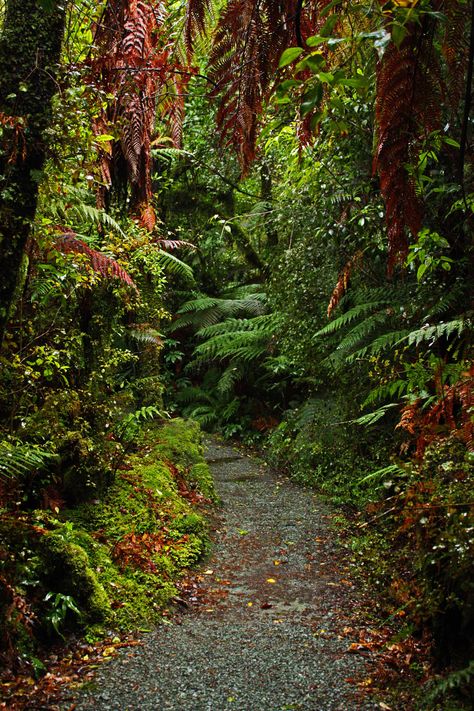 Bush walk, New Zealand Bush Walk, Bush Walking, Spa Landscaping, Wonderful Nature, Daily Walk, Natural Scenery, Summer Months, Pretty Places, Walkway