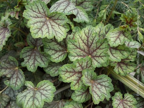 Coral Bells Heuchera, Grass Type, Coral Bells, Colorful Plants, Window Box, Small Gardens, Planting Seeds, Urban Garden, Small Garden