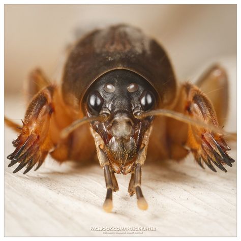 Oriental Mole Cricket Mole Cricket, Amazing Insects, Macro Photography Insects, Pictures Of Insects, Stick Insect, Stink Bugs, Moth Caterpillar, Cool Bugs, Jumping Spider