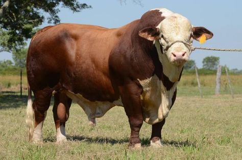 Definitely a Brahman Hereford cross. Pretty bull, though. | Animals! :3 |  Pinterest | Hereford, Cattle and Cow Braford Cattle, Cattle Business, Breeds Of Cows, Hereford Cows, Hereford Cattle, Bucking Bulls, Dairy Cattle, Bull Cow, Show Cattle