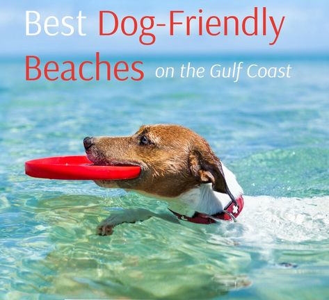 Louisiana Beaches, Beach Vacation Spots, Gulf Coast Vacations, Dog Friendly Vacation, Jamaica Beaches, Alabama Beaches, Cocoa Beach Florida, Seaside Fl, Dog Friendly Beach