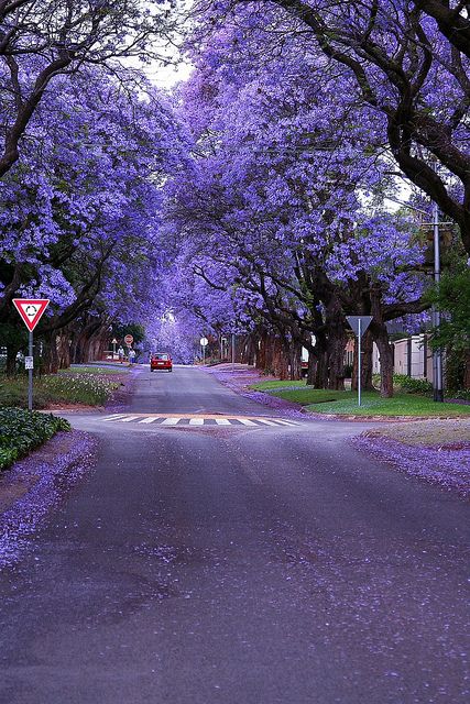 Jacaranda Trees by AlfroShams Digital Photos, via Flickr Street Pavement, Jacaranda Mimosifolia, Jacaranda Trees, Pavement Design, Pretoria South Africa, Jacaranda Tree, Purple Trees, Nature Adventure, Purple Violet