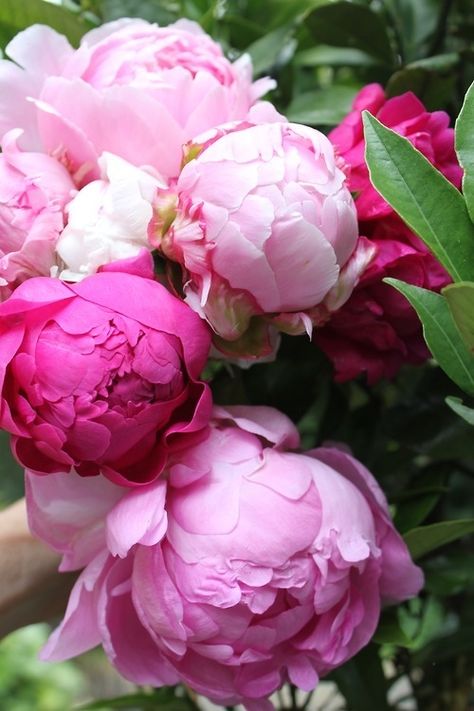 Pink peonies flower pink flowers peonies beautiful flowers flower pictures Garden Care, Ranunculus, Pink Peonies, Beautiful Blooms, Wisteria, Ikebana, Love Flowers, My Flower, Pretty Flowers