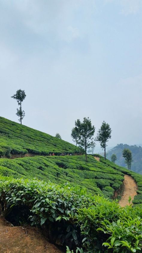 India Landscape, Places To Visit In India, Weather In India, India Nature, Gambar Lanskap, Kerala Travel, Vision 2024, Tea Gardens, Backpacking India