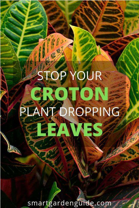 Why Is My Croton Plant Dropping Leaves (And How To Fix It) - Smart Garden Guide Crotons Plants, Croton Plant Care, Plant Leaves Turning Brown, Croton Plant, Beautiful Houseplants, Codiaeum Variegatum, Trees For Front Yard, Fall Gardening, Plant Care Houseplant