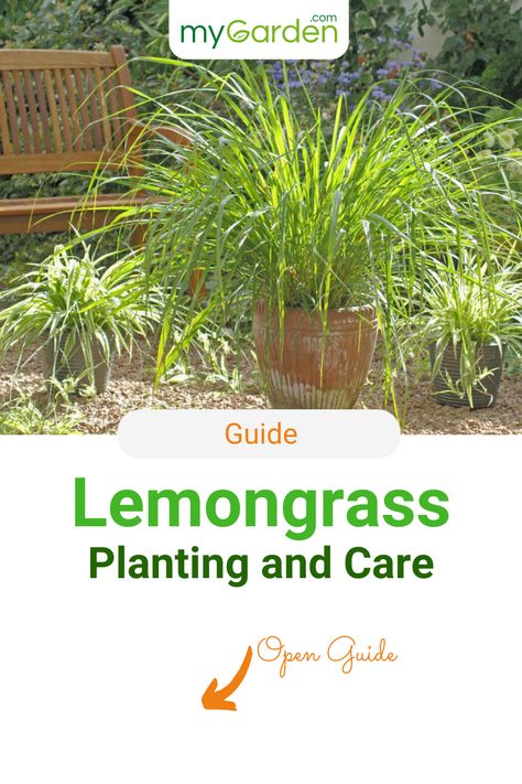 Lemongrass is a popular flavor in Asian cuisine. Fresh lemongrass tastes especially intense, with the dried alternative being a poor replacement. You can buy fresh lemongrass in most world food stores but you can also easily grow this flavorsome grass yourself. Learn in this mygarden-guide how to plant Lemongrass yourself and everything you need to know about it. #mygardencom #mygarden #lemongrass #gardentips Grow Lemongrass, Lemongrass Plant, Lemongrass Tea, Herb Gardening, Aromatic Plant, Leaf Ornament, World Food, Organic Fertilizer, Enjoy Nature