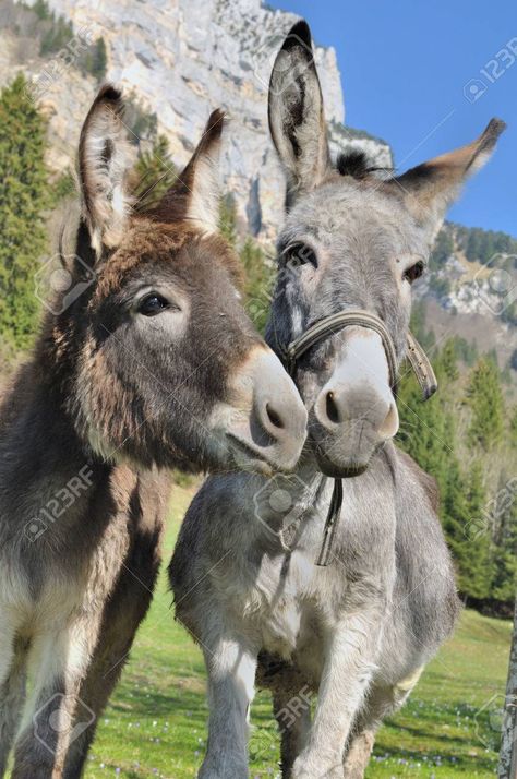 Donkey Pics, Two Donkeys, Cute Donkey, Down On The Farm, Donkeys, Photo Images, Photo L, Cute Little Animals, Photo Posters