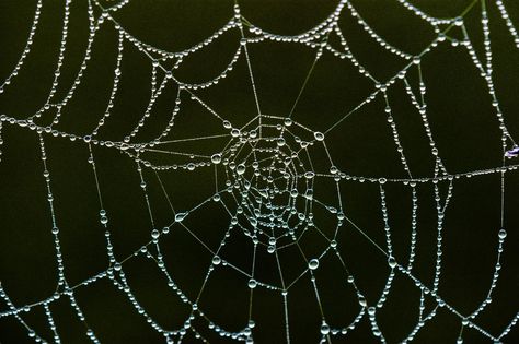 a spider web wet from the morning dew. Wet Spider Web, Spider Web Overlay, Spider Costume, Coraline Jones, Photography Abstract, Homemade Halloween Decorations, Crazy Quilting, Spider Webs, Morning Dew