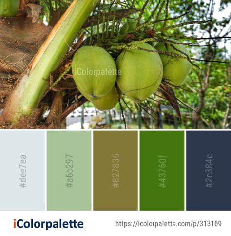 Color Palette Ideas from Vegetation Banana Coconut Image Coconut Color Palette, Color Palette Theme, Coconut Images, Color Palette Ideas, Palette Ideas, Design Palette, Banana Coconut, Color Palettes, Color Palette