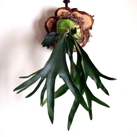 Staghorn fern Mounted Antlers, Staghorn Fern, Picture Wire, Cypress Wood, Antlers, Fern, Wood