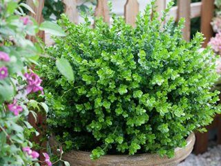 Growing and Caring for Boxwood Shrubs | Garden Design Sprinter Boxwood, Buxus Microphylla, Photinia Red Robin, Proven Winners Plants, Box Wood Shrub, Evergreen Hedge, Buy Plants Online, Foundation Planting, Formal Gardens