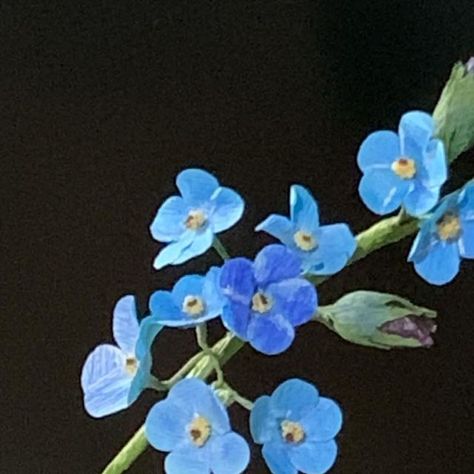 Flowers Crepe Paper, Paper Botanicals, Forget Me Not Flowers, January 23, Flower Ideas, Crepe Paper, Forget Me Not, Paper Flowers, Flowers